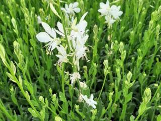 Gaura lindheimeri 'Snowbird'