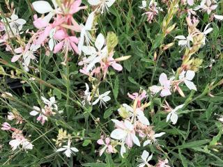 Gaura lindheimeri 'Short Form'