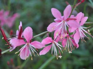 Gaura lindheimeri 'Siskyou Pink'