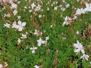 Gaura lindheimeri 'Snowstorm'