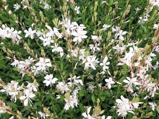 Gaura lindheimeri 'Sparkle White'