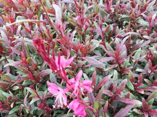 Gaura lindheimeri 'Tutti Frutti'
