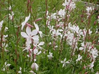 Gaura lindheimeri 'Whirling Butterflies'