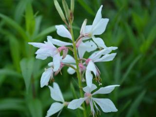 Gaura lindheimeri 'White Dove'