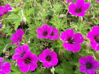 Geranium psilostemon 'Iwan'