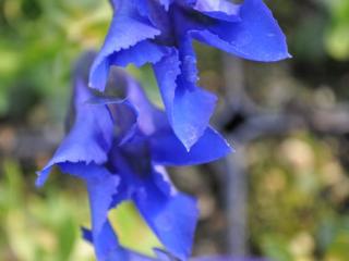 Gentiana acaulis