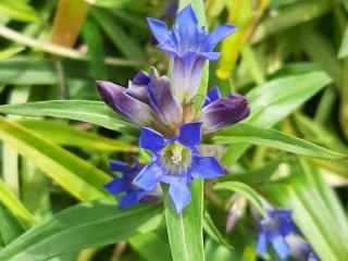 Gentiana dahurica