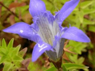 Gentiana septemfida lagodechiana