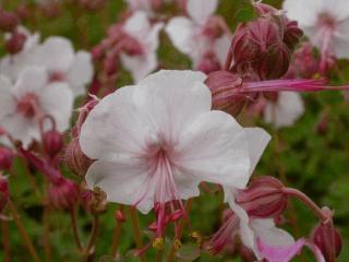 Geranium cantabrigiense 'Biokovo'