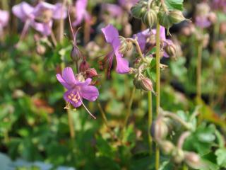 Geranium cantabrigiense 'Berggarten'