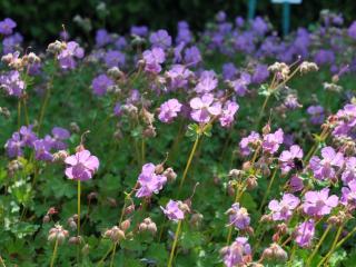 Geranium cantabrigiense 'Cambridge'