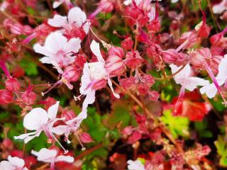 Geranium cantabrigiense 'Harz'