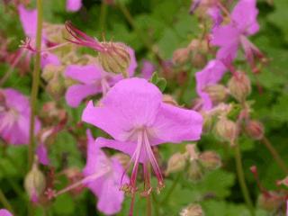 Geranium cantabrigiense 'Karmina'