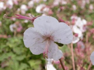 Geranium cantabrigiense 'St.Ola'