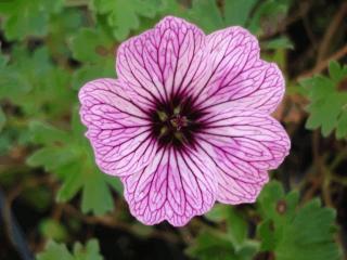 Geranium cinereum 'Ballerina'