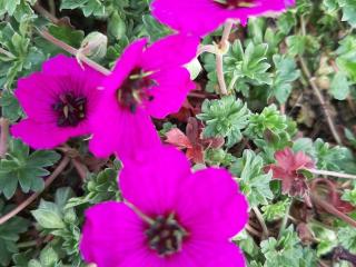 Geranium cinereum 'Giuseppe'