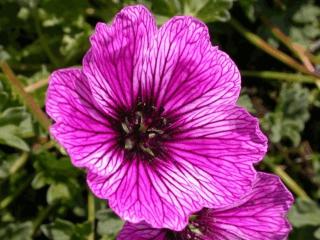 Geranium cinereum 'Laurence Flatman'