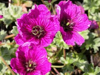 Geranium cinereum 'Purple Pillow'