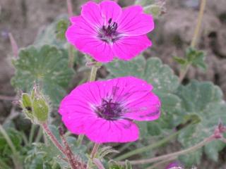 Geranium cinereum var. sub. 'Splendens'