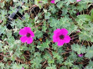 Geranium cinereum var. subcaulescens