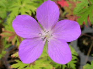 Geranium clarkei 'Kashmir Purple'