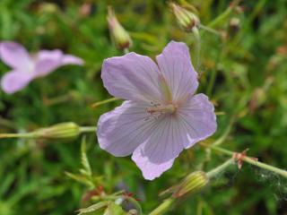 Geranium clarkei 'Kashmir Pink'