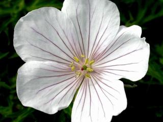 Geranium clarkei 'Kashmir White'