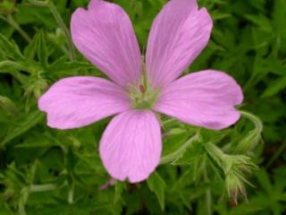 Geranium endressii