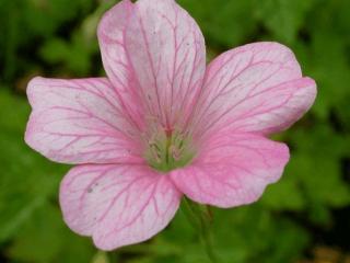 Geranium endressii 'Wargrave Pink'