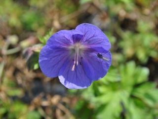 Geranium himalayense