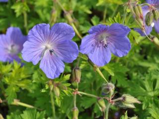 Geranium himalayense 'Baby Blue'