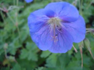 Geranium himalayense 'Gravetye'