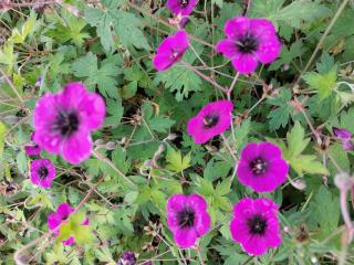 Geranium hybride 'Ann Folkard'