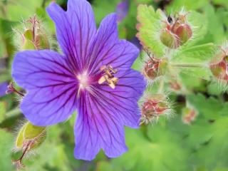 Geranium hybride 'Alan Mayes'