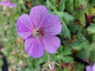 Geranium hybride 'Azure Rush' ®