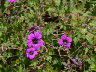 Geranium hybride 'Anne Thomson'