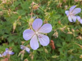 Geranium hybride 'Blue Cloud'