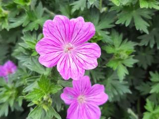 Geranium hybride 'Blushing Turtle' (PBR)