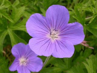 Geranium hybride 'Brookside'