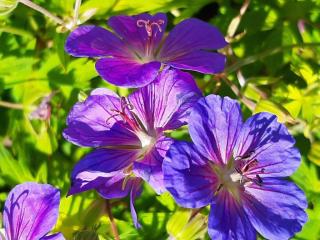 Geranium hybride 'Blue Sunrise' ®