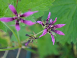 Geranium hybride 'Catherine Deneuve' (PBR)