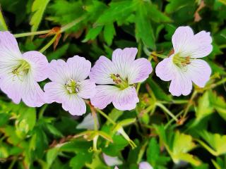 Geranium hybride 'Confetti' ®