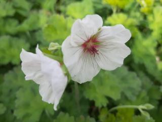 Geranium hybride 'Coombland White'