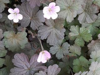 Geranium hybride 'Dusky Crûg'