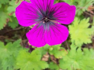 Geranium hybride 'Dragon Heart'