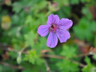 Geranium hybride 'Dilys'