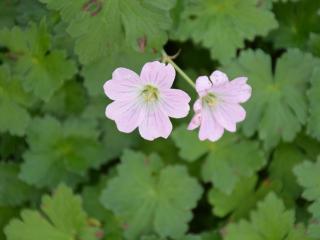 Geranium hybride 'Dreamland' (PBR)