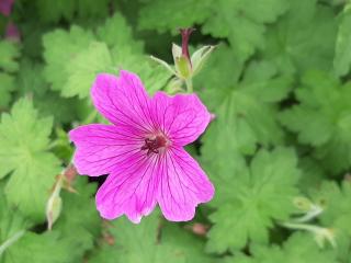 Geranium hybride 'Elworthy Eyecatcher'