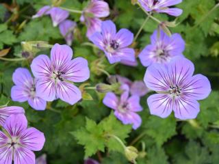 Geranium hybride 'Havana Blues'