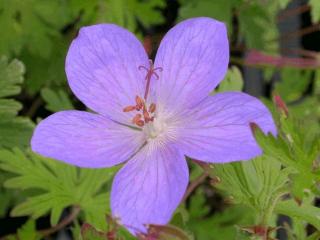 Geranium hybride 'Johnson's Blue'